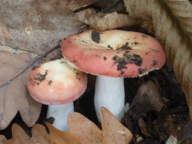 Russula laeta